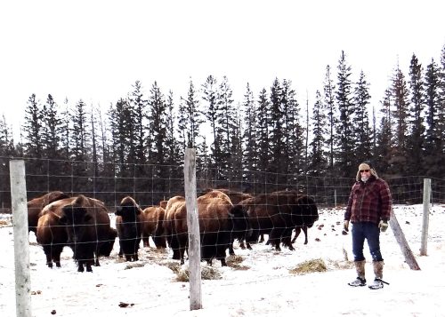 WES KEATING THE CARILLON 

Thomsen is on the outside and the bison are on the inside of a substantial six-foot-high fence he built with sturdy page wire around the pasture, providing a safe way for visitors to get a close-up look at his herd.