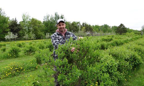 WES KEATING THE CARILLON

Everett Gibson can expect the first wave of pickers to visit their berry farm to be arriving any day now.