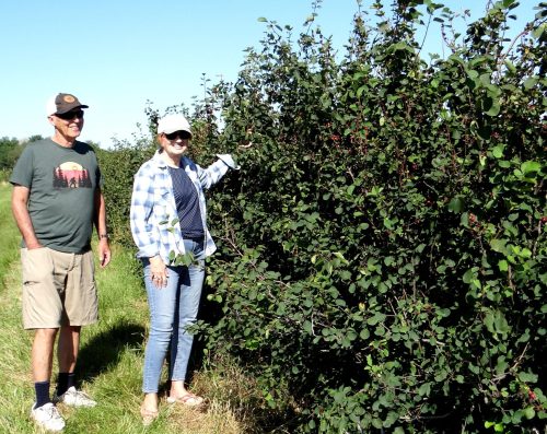 WES KEATING THE CARILLON 

Harvey and Karen Enns have been growing saskatoons on three acres of their Grunthal area farm since 2011.