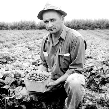 CARILLON ARCHIVES 

Co-op Manager Bill Wowk with a basket of top-grade strawberries, part of a bumper crop the Reynolds Fruit Growers Co-op grew at Hadashville this year.