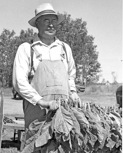 CARILLON ARCHIVES 

C.S. Prodan, ag rep and tobacco specialist, with tobacco leaves from the 1955 crop grown on an experimental plot at Davidson Farm at Marchand.